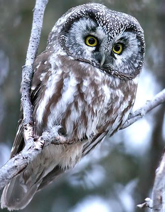 boreal_owl.jpg?t=1309189362