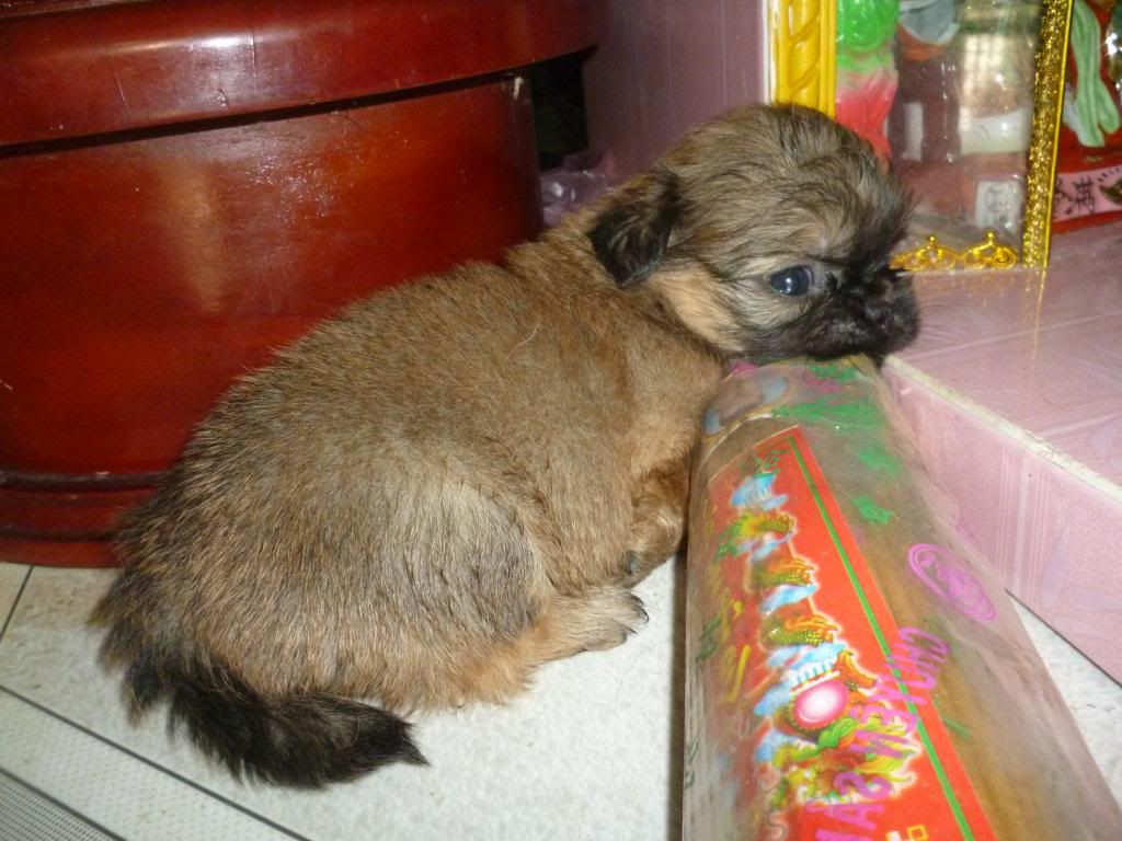 Bán Chó Bắc Kinh lai Nhật - 1