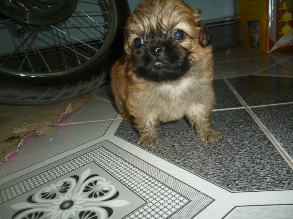 Bán Chó Bắc Kinh lai Nhật - 3