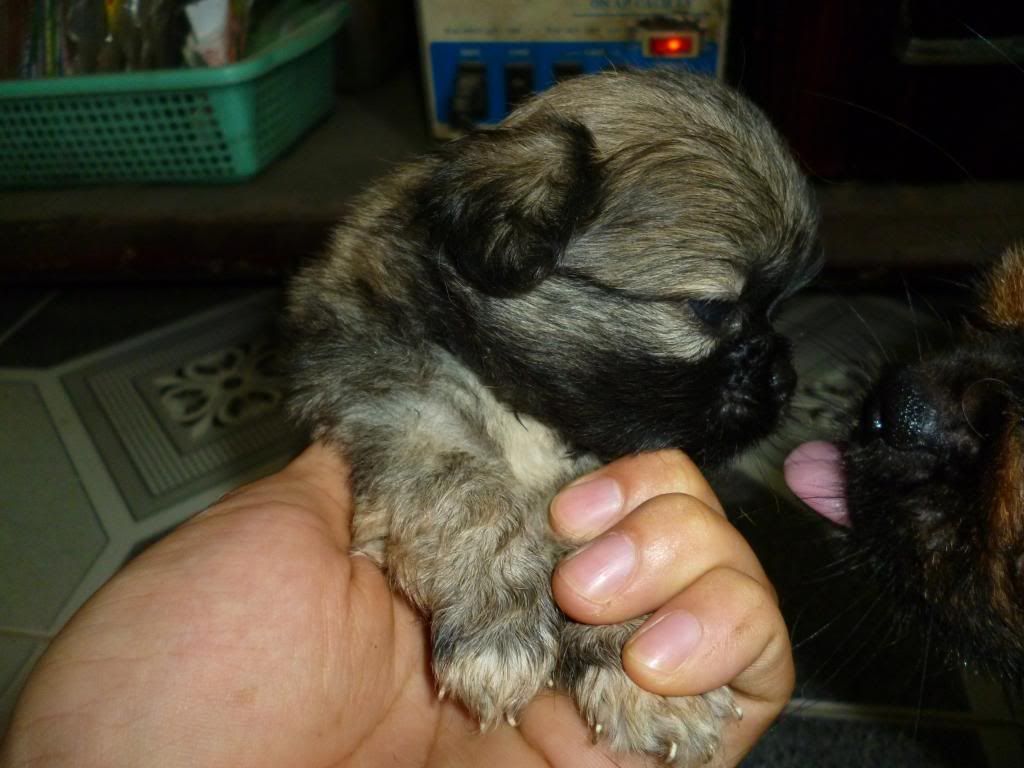 Bán Chó Bắc Kinh lai Nhật - 5