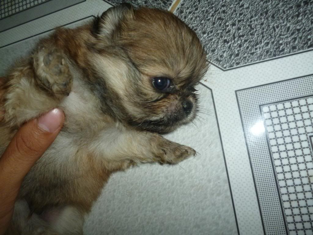 Bán Chó Bắc Kinh lai Nhật