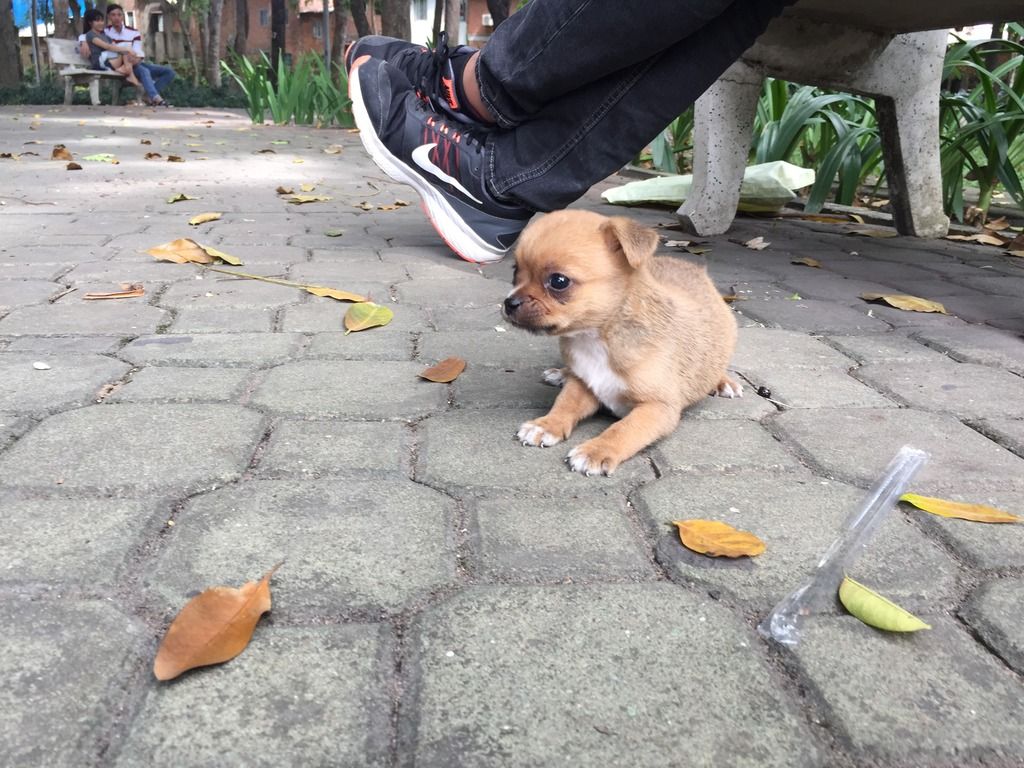 Chihuahua giá 1.4tr - 1