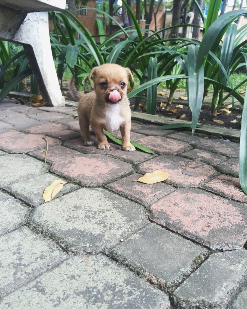 Chihuahua giá 1.4tr