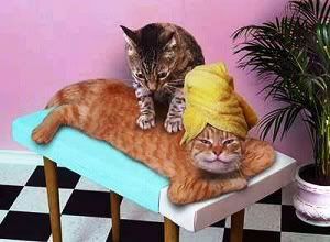 funny-cat-picture-relaxing-cats.jpg