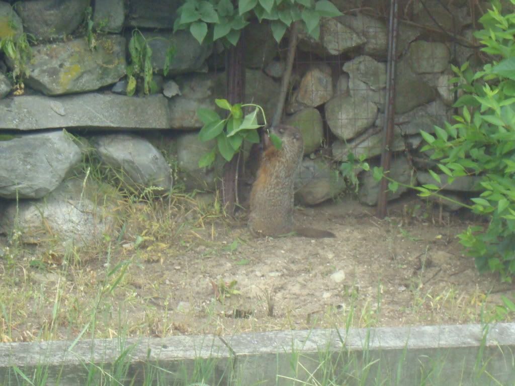 DSC01954.jpg