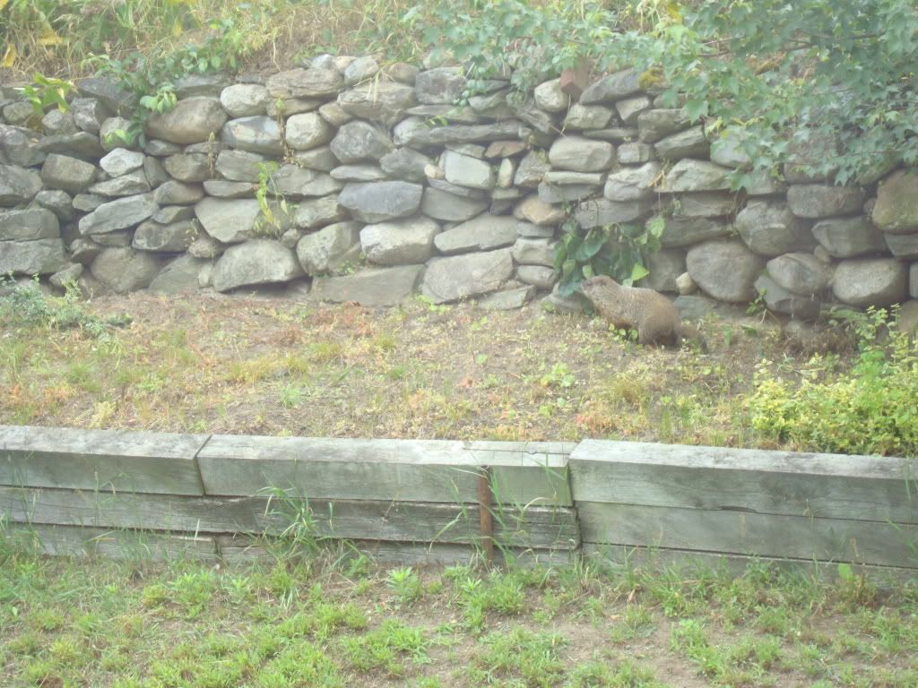 DSC01957.jpg