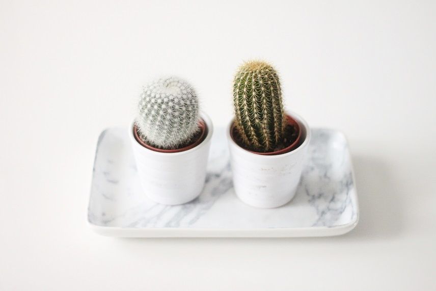 photo Marmer-cactus-interieur_zps67027c5a.jpg