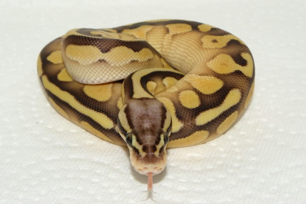 SE England - CB12 Female Butter Pastel Royal Python - A1 example