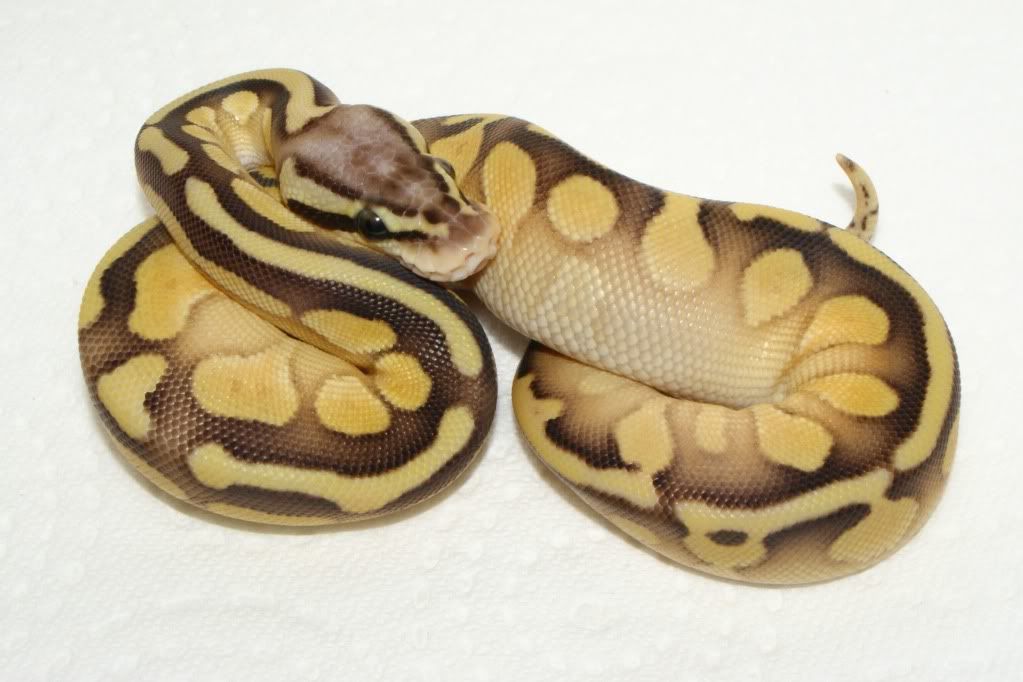 SE England - CB12 Female Butter Pastel Royal Python - A1 example