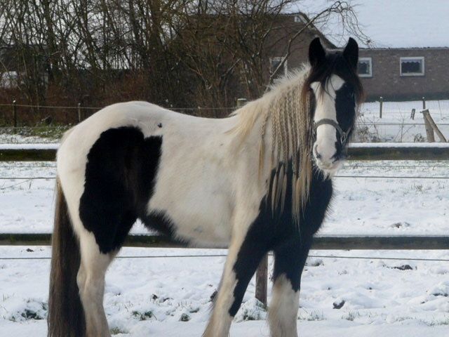 Afbeelding
