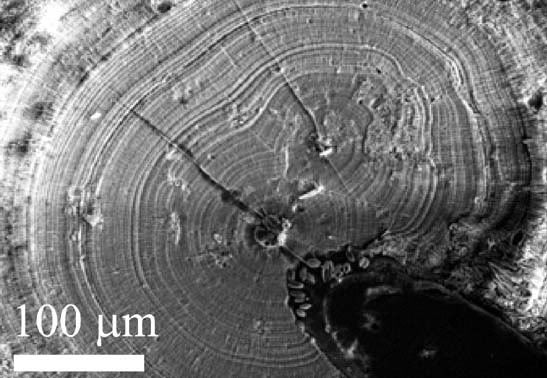 Keajaiban Stromatolit Pra-Kambrium