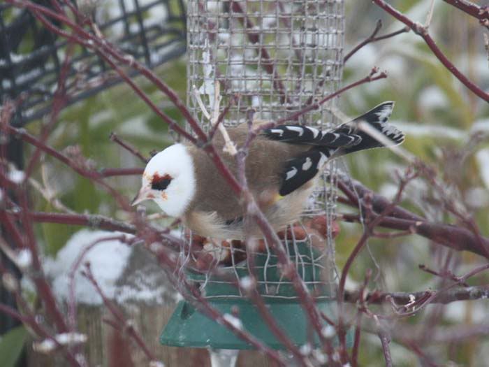 WhiteHeadGoldFinch3MDC21122010sm.jpg