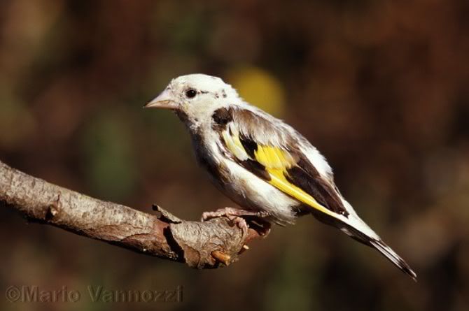 cardellino-albino.jpg