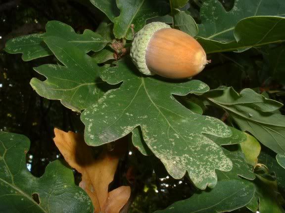 Auburn Tradition Acorn