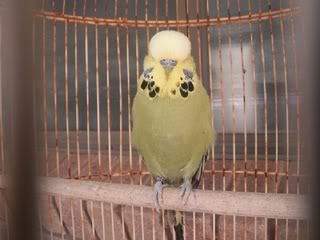 DSCF1655-1.jpg?t=1321159846