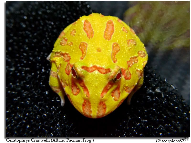 albino pacman