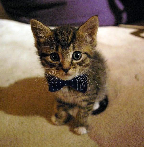 http://i1113.photobucket.com/albums/k517/Olivehatesyou/Tumblr/cute_kitten_with_bow_tie.jpg