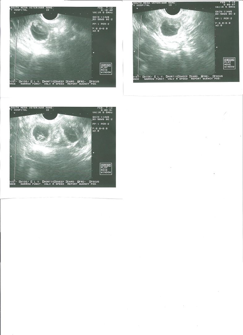 Fergie Strid Ultrasound