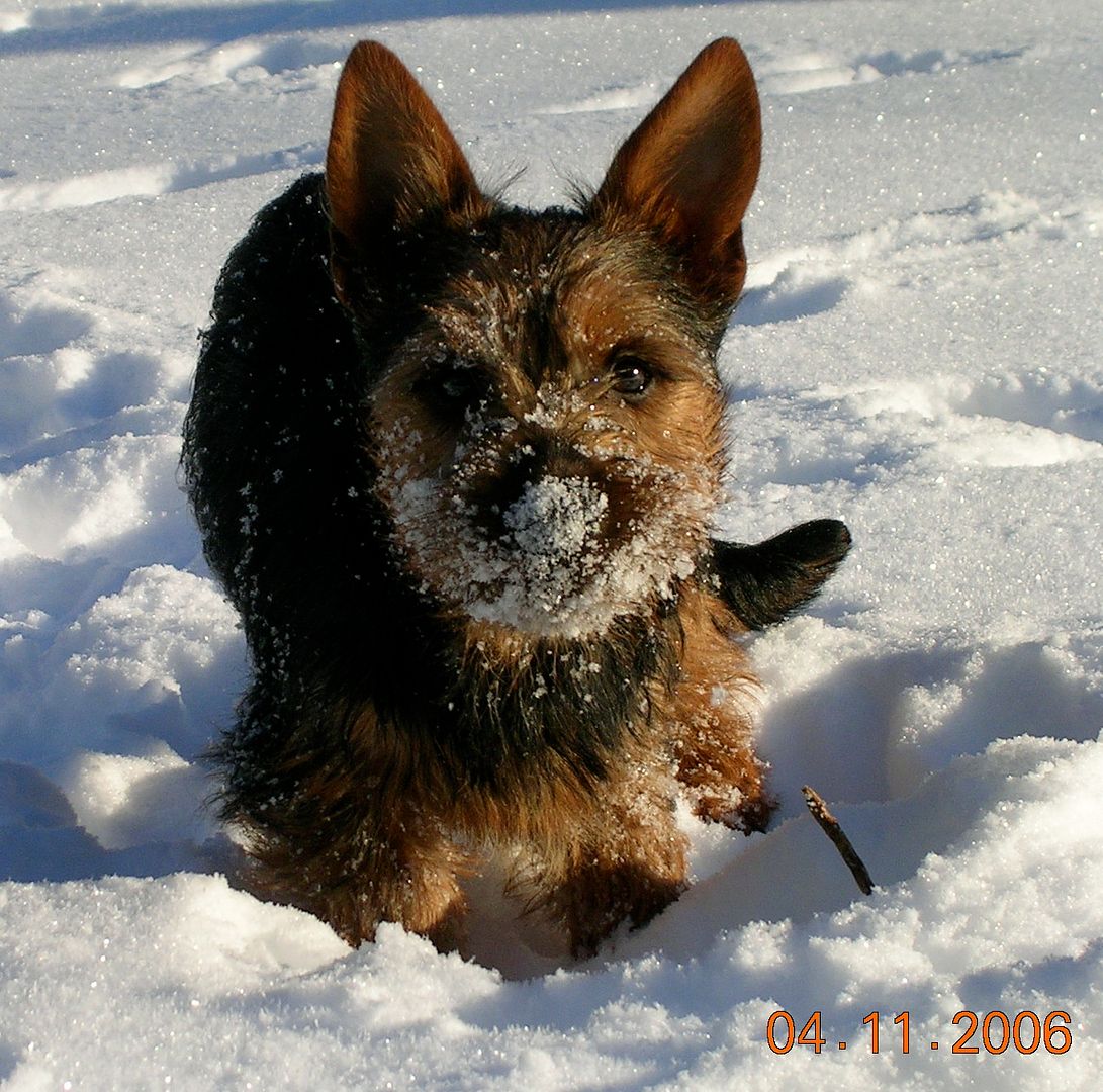 Roope in the snow