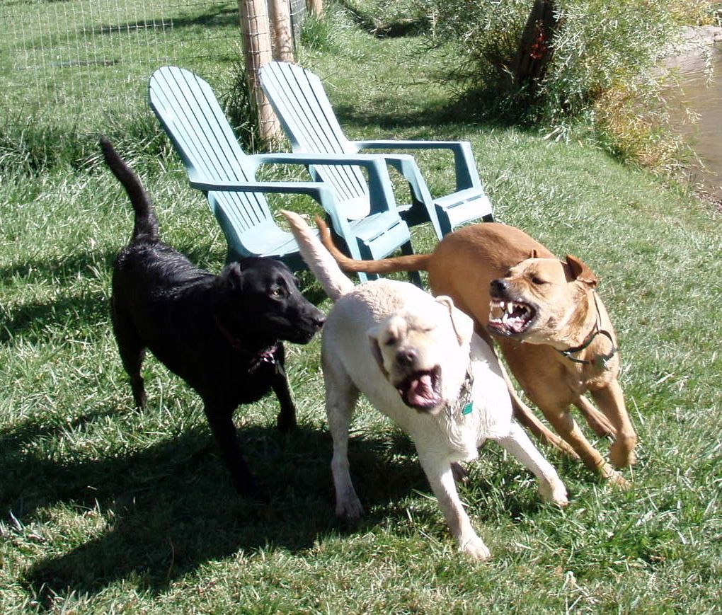 Goiffon pups 12 weeks