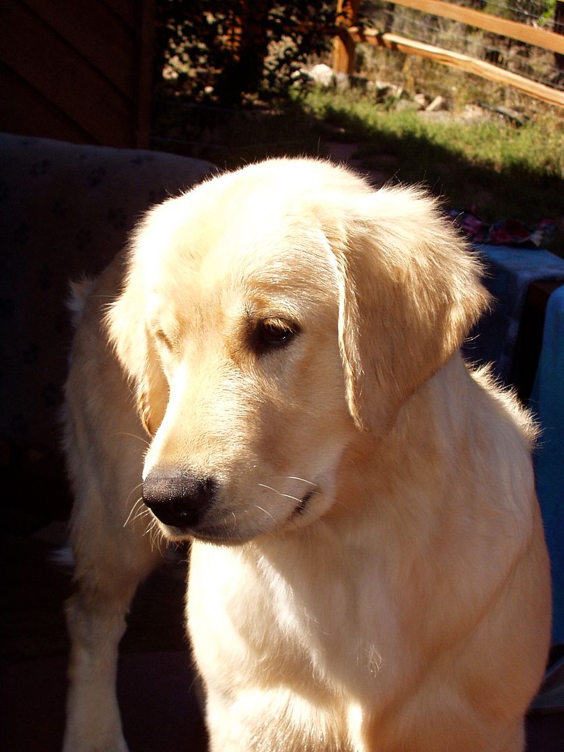 Goiffon pups 12 weeks