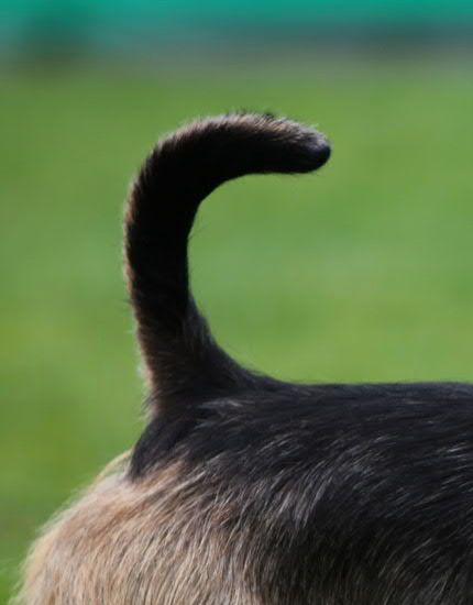 Tail example 2