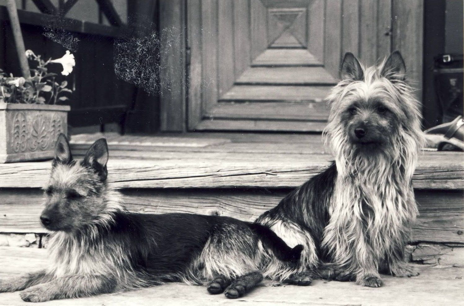 Two dogs from Sweden in the 1980's