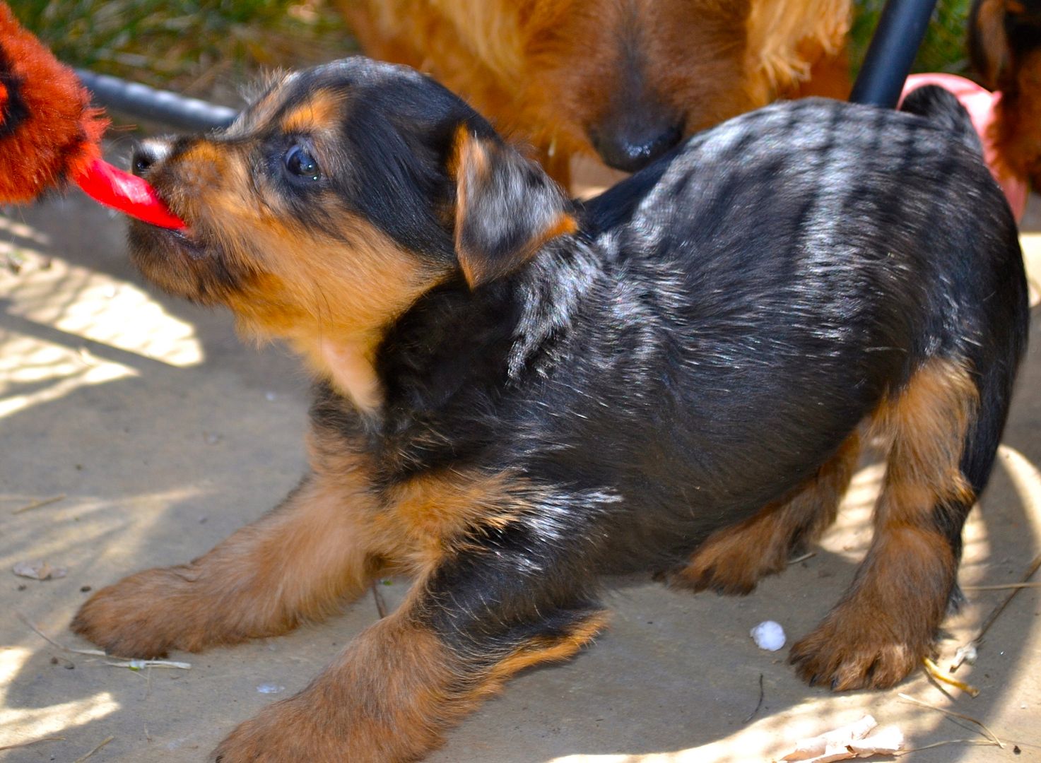 Strid puppy