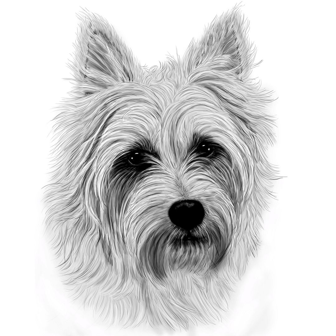 News From Australian Terrier International