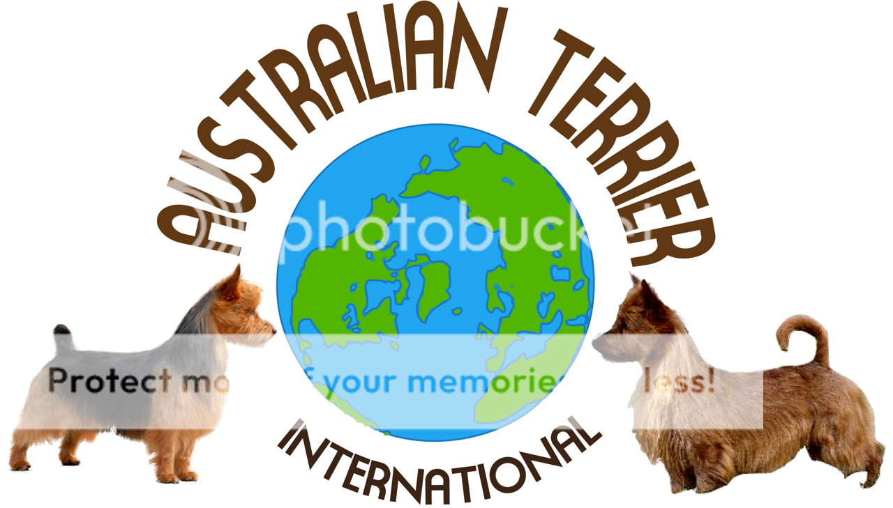 Australian Terrier International