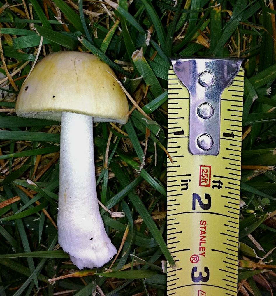 Amanita Mushroom